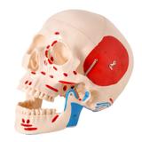 Modelo Anatomico Crânio Numerado, com Origens e Inserções Musculares, em 2 partes