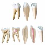 Modelo Anatômico Dentes Ampliados - Canino, Incisivo e Molar - Anatomic