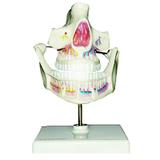 Modelo anatômico dentição adulta - Anatomic