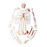 Modelo Anatomico Esqueleto Padrão Desarticulado com Origem e Inserção Muscular