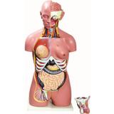 Modelo Anatômico Torso Bissexual 85cm com 24 Partes Luxo - Anatomic