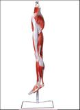 Modelo da perna musculada 10 partes - Mabi brasil