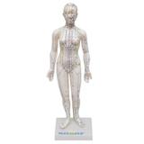 Modelo de Acupuntura Feminino 50 cm - SDORF Scientific