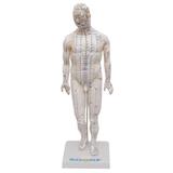 Modelo de Acupuntura Masculino 50 cm - SDORF Scientific