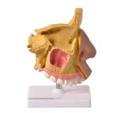 Nariz c/Arcada Dentária Superior - Anatomic