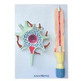 Neurônio Ampliado 2.500x em 2 Pts Modelo Anatomia - Anatomic