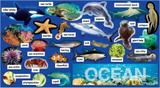 Oceans plants animals mini bulletin board - Scholastic