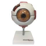 Olho ampliado com 8 Partes - Anatomic