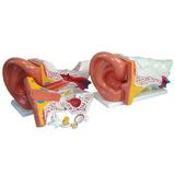 Orelha Humana Gigante 6 Partes - Coleman