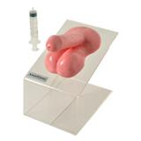 Órgão Sexual Masculino Tam. Natural c/Ejaculação - Anatomic