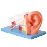 Ouvido Ampliado 3x em 6 Partes numerado - Anatomic