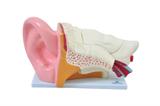 Ouvido Ampliado em 6 Partes SD-5045 - SDORF Scientific