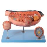 Ovário Ampliado em 13 partes - Anatomic