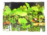 Painel Decorativo para Aquário Mr. Pet 50x35cm