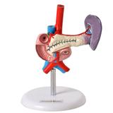 Pâncreas e Duodeno - Anatomic