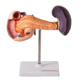 Pâncreas e Duodeno - Anatomic