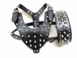 Peitoral Couro Spikes+ Coleira + Guia Pitbull Rottweiler - Pet import