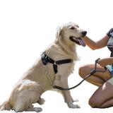 Peitoral e Guia para cachorros - Tamanho Grande - Preto - Petzoo