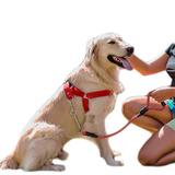Peitoral e Guia para cachorros - Tamanho Grande - Vermelho - Petzoo