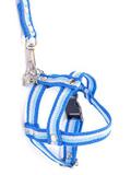 Peitoral e guia speciale gg - azul e branco - Gr pet