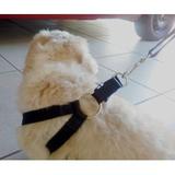 Peitoral Pet Em X E Guia Para Condução - King of pets