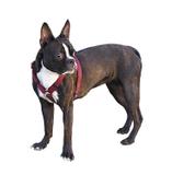 Peitoral Safely Dog + Guia + Cinto De Segurança - Molinas pet