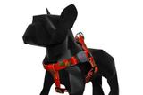 Peitoral Zee Dog - Estampa Tropicalia - Tamanho G