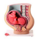 Pelve de Gravidez em 3 Partes - Anatomic