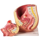 Pelve Feminina 2 Partes - Anatomic