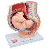 Pelve Feminina com Gravidez 4 Partes - Sdorf