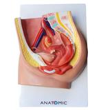 Pelve Feminina Corte Mediano, 2 Partes - Anatomic