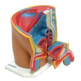 Pelve Masculina 2 Partes Tam. Natural - Anatomic