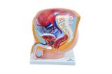 Pelve Masculina com Secção em 1 Parte - SDORF Scientific