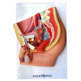 Pelve Masculina em Corte Mediano, 5 Partes - Anatomic