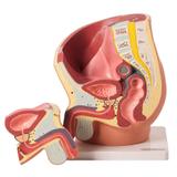 Pelve Masculina em corte mediano - Anatomic
