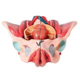Pélvis Feminina Clássica c/ Músculos e Órgão Genital - Anatomic