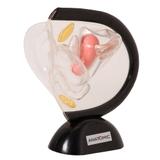 Pélvis Feminina de Acrílico 2 Partes - Anatomic