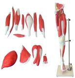 Perna c/ Músculo do Membro Inferior 9 partes - Anatomic
