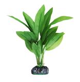Planta Eva Soma Anubia - Soma fish