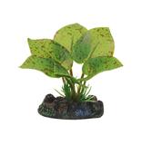 Planta Eva Soma Echinodorus Ozelot 4cm - Soma fish