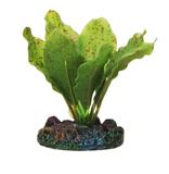 Planta Eva Soma Echinodorus Red Flame 4cm - Soma fish