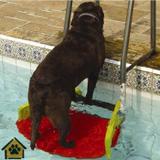Plataforma Para Piscinas Anti-Afogamento de Cães Savedog - Save dog