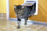 Portinha Grande para Gato 4 Funções Pawise
