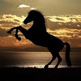 Pôster Cavalo - Psi7