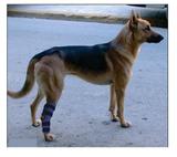Protetor de Calcanhar Para Cães - Tamanho GG - Ortocane