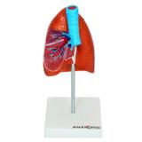 Pulmão Humano c/ Traqueia e Placa Explicativa - Anatomic