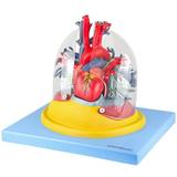 Pulmão Transparente com Arvore Brônquica, Traqueia, Coração e Mediastino - Anatomic