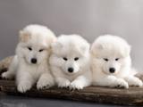 Quadro Best Friend Trio 30x40 cm - Alimport