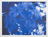 Quadro com Moldura Branca Árvore com Flores Azuis 50x40cm - Decore pronto