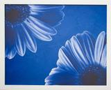 Quadro com Moldura Branca Flores Azuis 50x40cm - Decore pronto